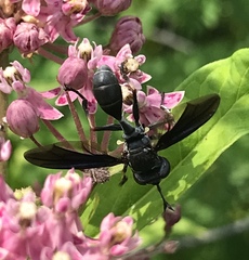 Physocephala floridana