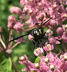 Physocephala floridana