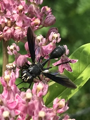 Physocephala floridana