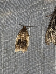 Clepsis melaleucanus