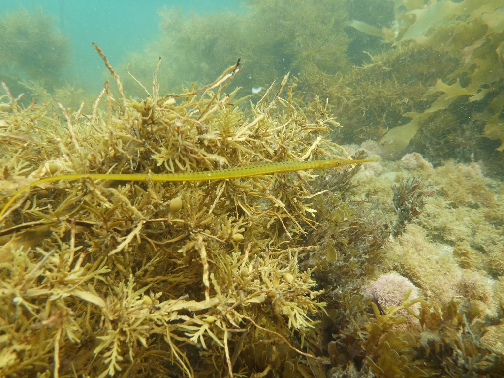 Long-Snouted Pipefish