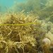 Long-snouted Pipefish - Photo (c) Clinton Duffy, some rights reserved (CC BY-NC)