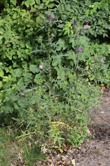 Cirsium vulgare