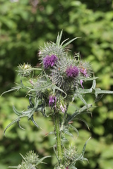 Cirsium vulgare