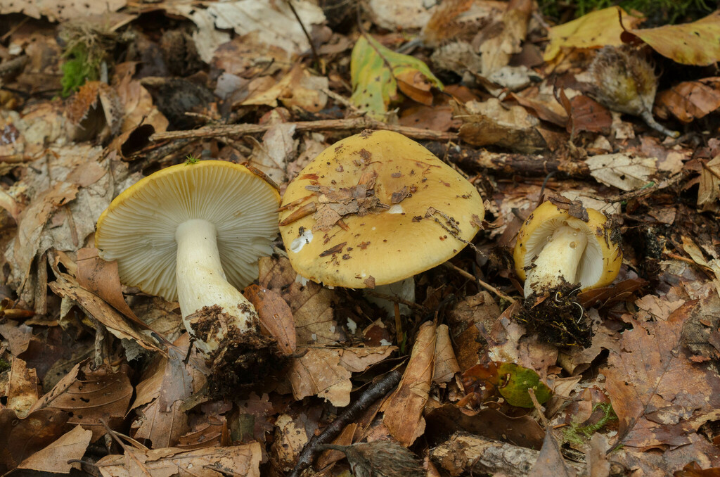 Viscidinae
