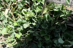 Dichondra donelliana
