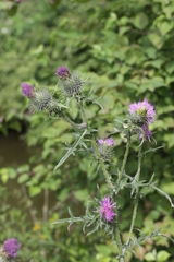 Cirsium vulgare