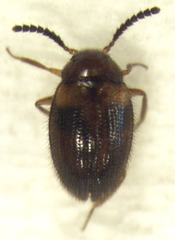 Alsobius