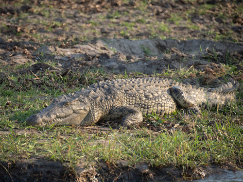 Crocodile