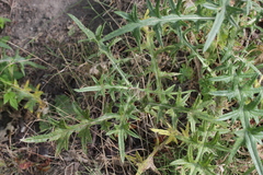Cirsium vulgare