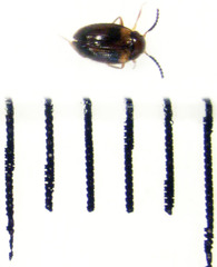 Alsobius