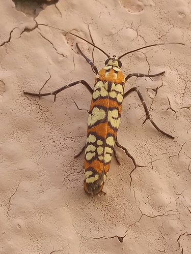 Ailanthus webworm