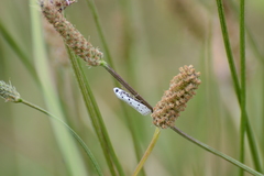 Yponomeuta malinellus