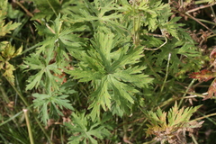 Geranium
