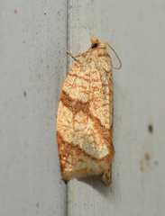 Adoxophyes negundana