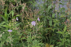 Geranium