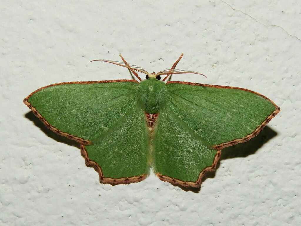 Culpinia prouti