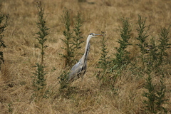 Ardea cinerea