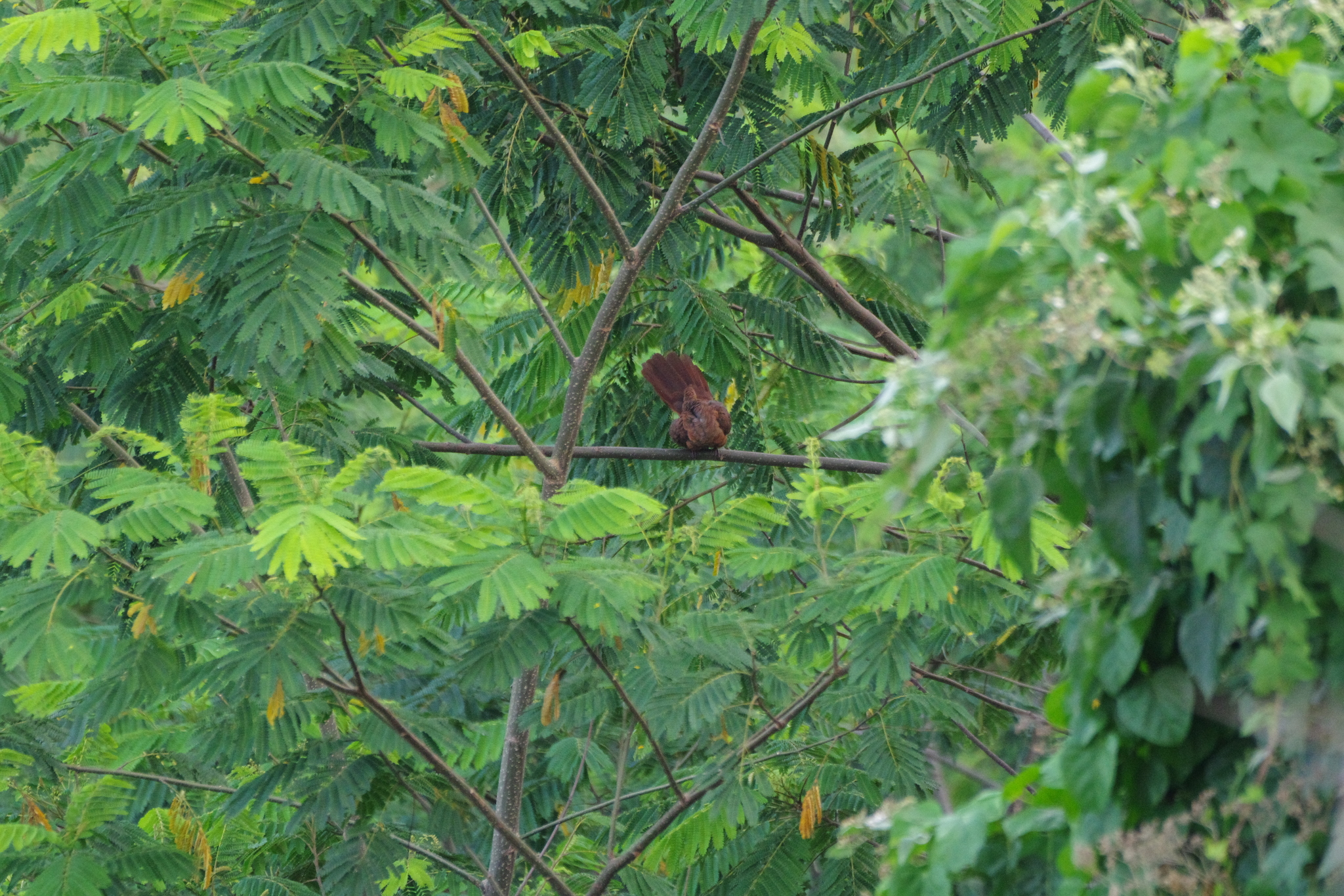 Ruddy Cuckoo-Dove (Macropygia emiliana), photo 8