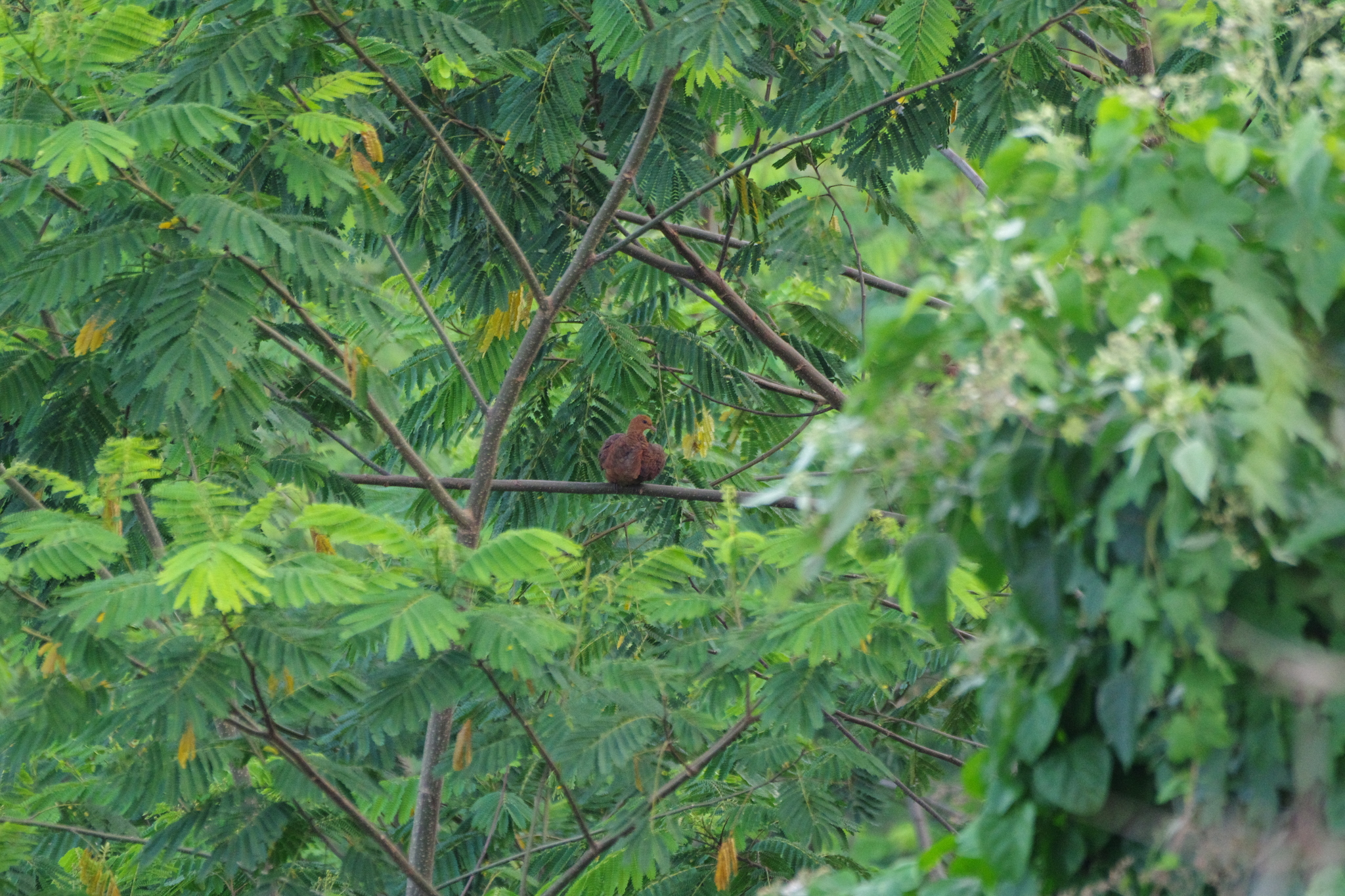 Ruddy Cuckoo-Dove (Macropygia emiliana), photo 6