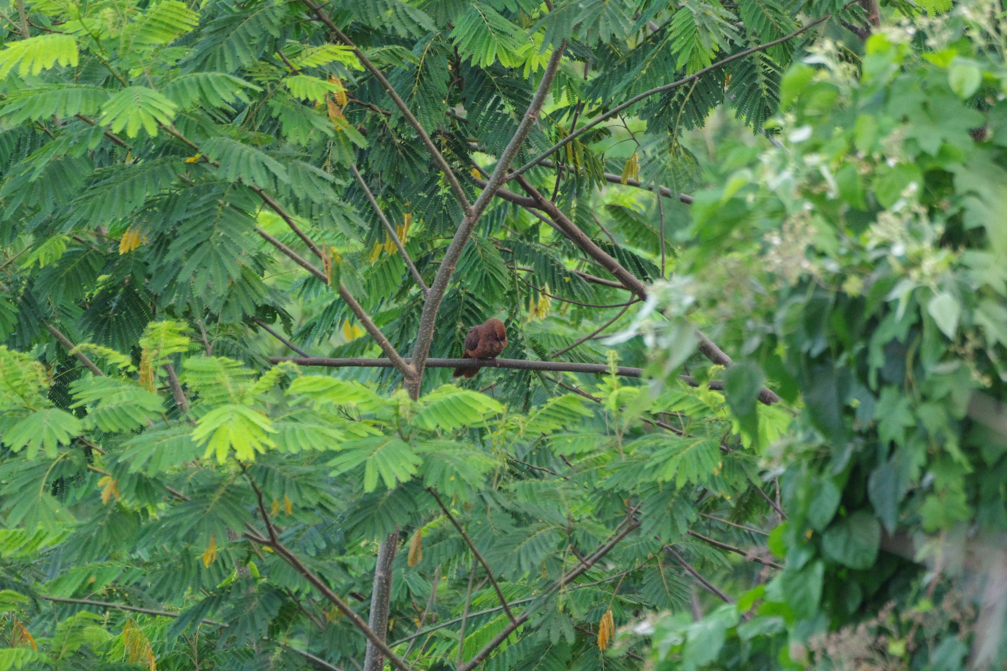 Ruddy Cuckoo-Dove (Macropygia emiliana), photo 7
