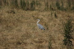 Ardea cinerea