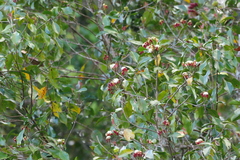 Gewürznelke (Syzygium aromaticum)
