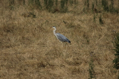 Ardea cinerea