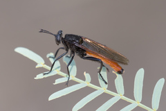 Mydas ventralis