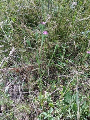Dianthus pseudarmeria