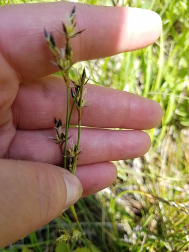 Mosquito rush (Juncus squarrosus)