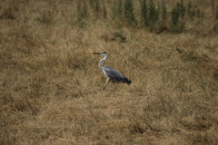 Ardea cinerea