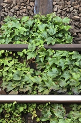Parthenocissus tricuspidata