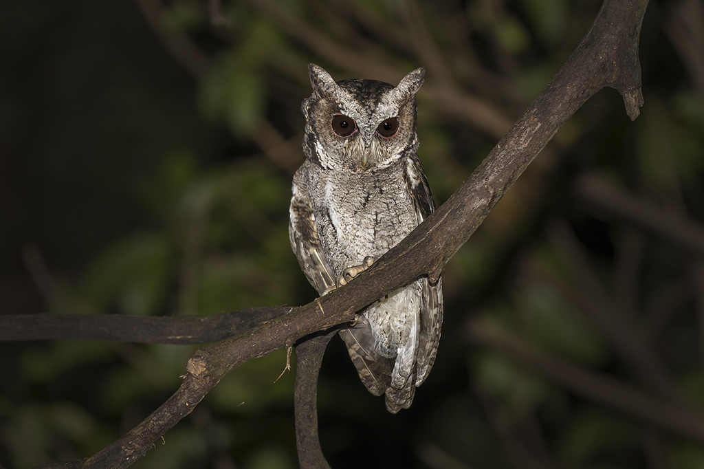 Collared Scops-Owl photo