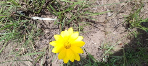 Image of Gazania krebsiana by (c) grabbarg, some rights reserved (CC BY-SA)