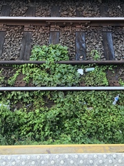 Parthenocissus tricuspidata