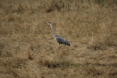 Ardea cinerea