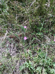 Dianthus pseudarmeria