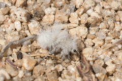 Dasymutilla gloriosa