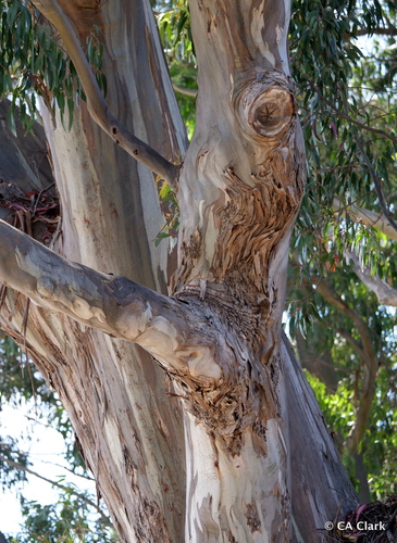 Eucalyptus globulus