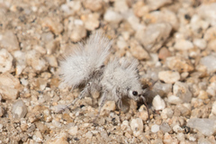 Dasymutilla gloriosa