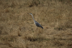 Ardea cinerea