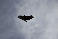 Buteo buteo