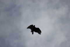 Buteo buteo