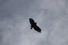 Buteo buteo