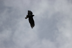 Buteo buteo