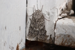 Acronicta impleta