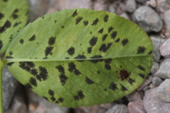 Polythrincium trifolii