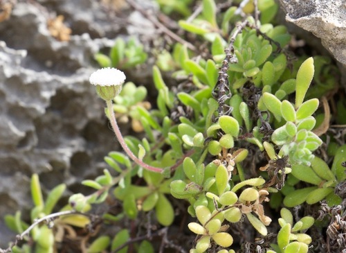 coast plover daisy (Leiocarpa supina)