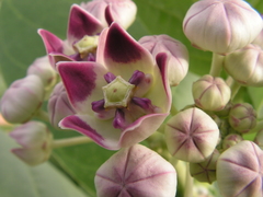 Calotropis procera image